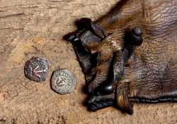 widow_mite_5664.thumb